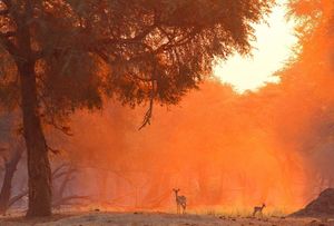Image post by @chiawasafaris on Instagram