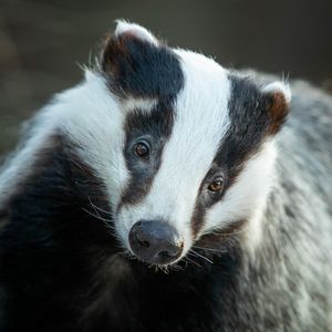 Image post by @animalplanet on Instagram