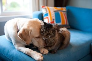 Image post by @animalplanet on Instagram
