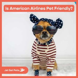 Image post by @jetsetpets on Instagram