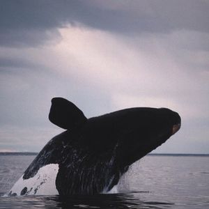 Image post by @discovery on Instagram