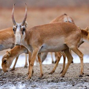 Image post by @animalplanet on Instagram