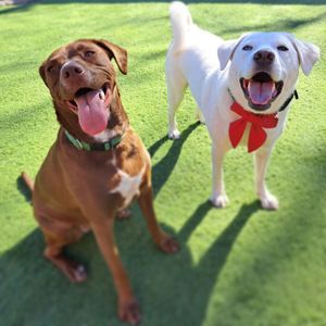 Image post by @alldogsunleashed_clt on Instagram