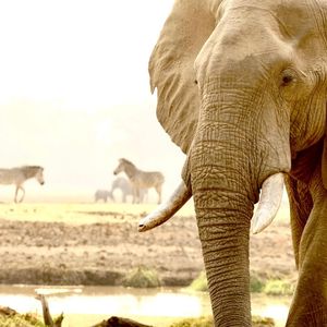 Image post by @chiawasafaris on Instagram