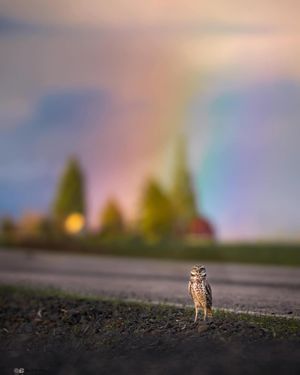 Image post by @theoregonian on Instagram