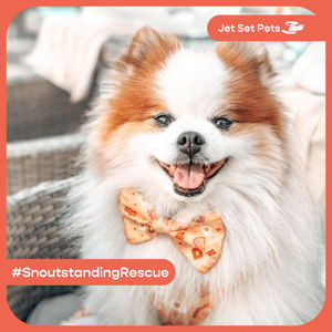 Image post by @jetsetpets on Instagram