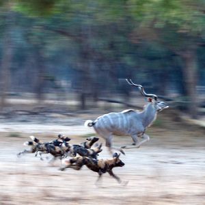 Image post by @chiawasafaris on Instagram
