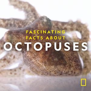 Image post by @natgeo on Instagram