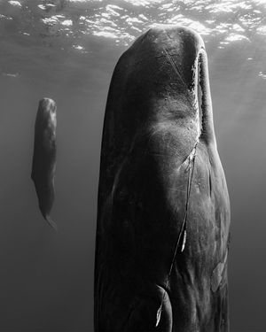 Image post by @natgeo on Instagram