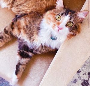 Image post by @evolvepetfood on Instagram