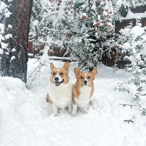 Image post by @ziggy_thecorg on Instagram