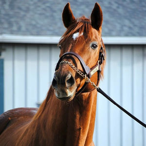 Image post by @thebloodhorse on Instagram