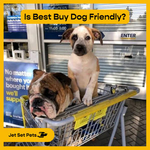 Image post by @jetsetpets on Instagram