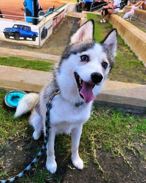 Image post by @tux_the_blue_pomsky on Instagram
