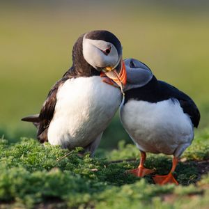 Image post by @animalplanet on Instagram