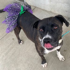 Image post by @whitmanpets on Instagram