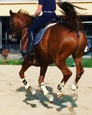 Image post by @snaffle_it on Instagram