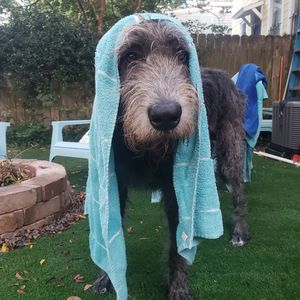Image post by @thesavannahwolfhound on Instagram