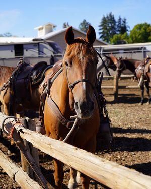 Image post by @ellensburgrodeo on Instagram