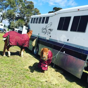 Image post by @snaffle_it on Instagram