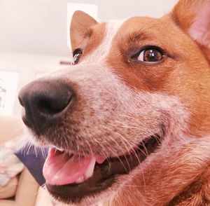 Image post by @evolvepetfood on Instagram