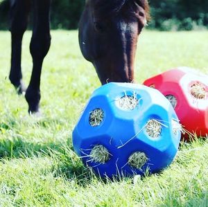 Image post by @snaffle_it on Instagram