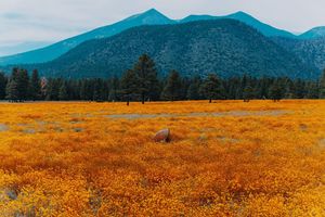 Image post by @nauflagstaff on Instagram