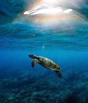 Image post by @wsloneocean on Instagram