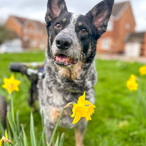 Image post by @walkinpets on Instagram