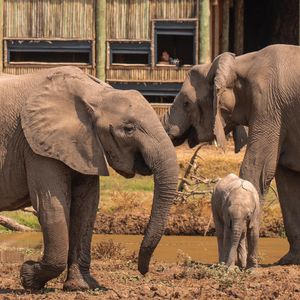 Image post by @chiawasafaris on Instagram