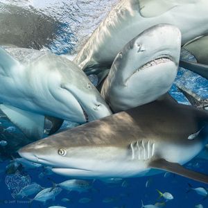 Image post by @discovery on Instagram