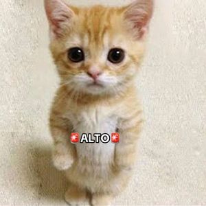 Video post by @atleticodemadrid on TikTok