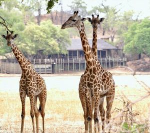Image post by @chiawasafaris on Instagram
