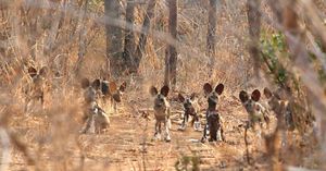 Image post by @chiawasafaris on Instagram