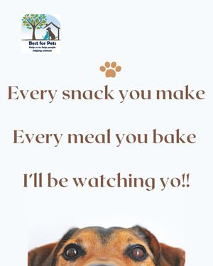 Image post by @bestforpetsmelb on Instagram