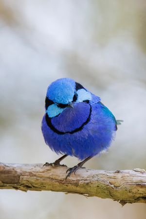 Image post by @AnimalPlanet on Twitter/X