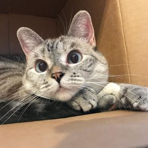 Image post by @animalplanet on Instagram