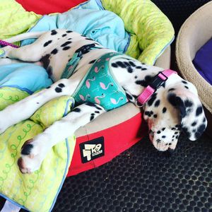 Image post by @snaffle_it on Instagram