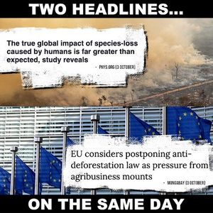 Image post by @greenpeace on Instagram