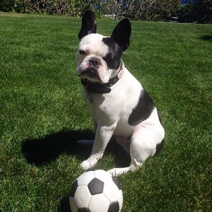 Image post by @animalplanet on Instagram