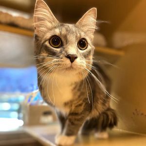 Image post by @spokhumanesoc on Instagram