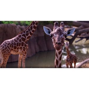 Image post by @animalplanet on Instagram