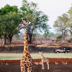Image post by @chiawasafaris on Instagram
