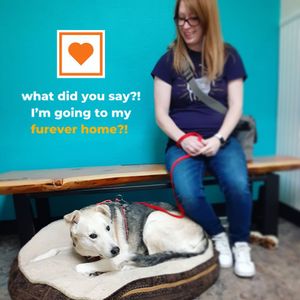 Image post by @spokhumanesoc on Instagram