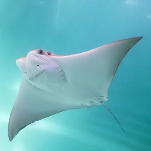 Image post by @animalplanet on Instagram
