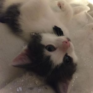 Image post by @kowalskikitties on Instagram