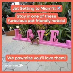 Image post by @jetsetpets on Instagram