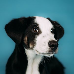Image post by @whiskersandwagmo on Instagram