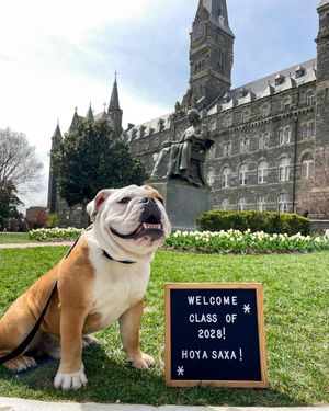 Image post by @gujackbulldog on Instagram