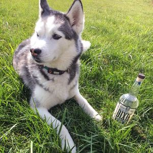 Image post by @dixievodka on Instagram